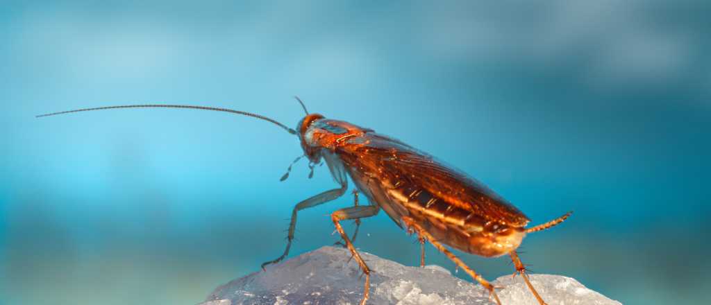 La razón por la que nunca debes pisar una cucaracha