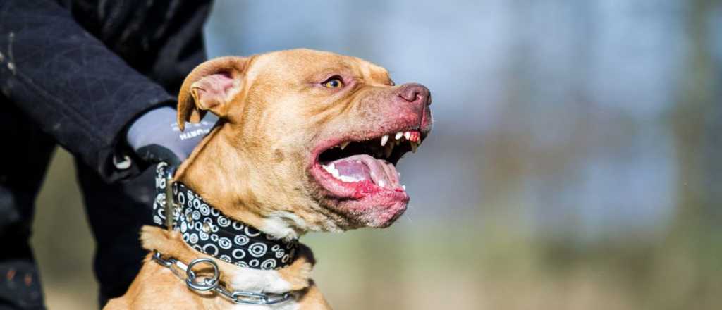 Entraron a robar a un restaurante en Guaymallén y un pitbull casi se los come