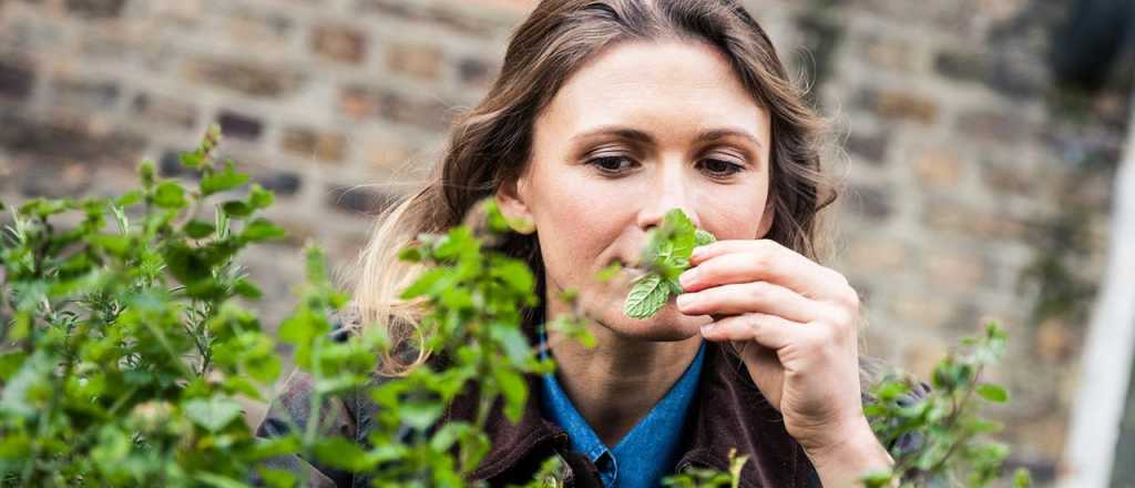 Plantas medicinales: las 4 especies más útiles para tener en la casa