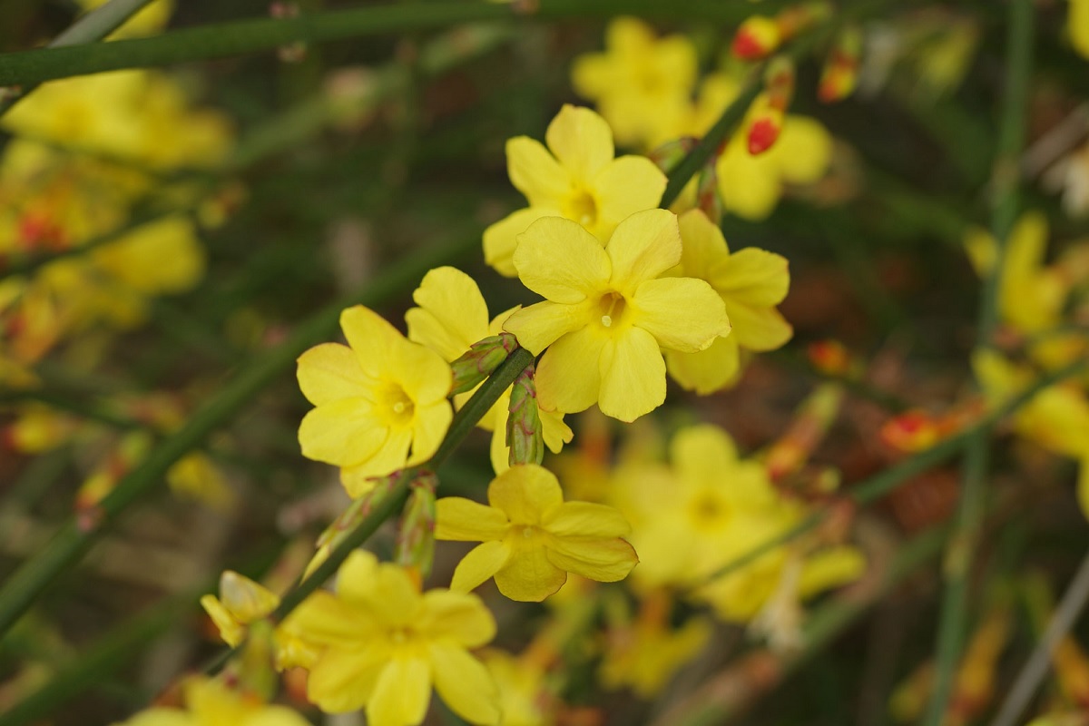 Los 5 árboles con flores para que tu jardín destaque en invierno - Mendoza  Post