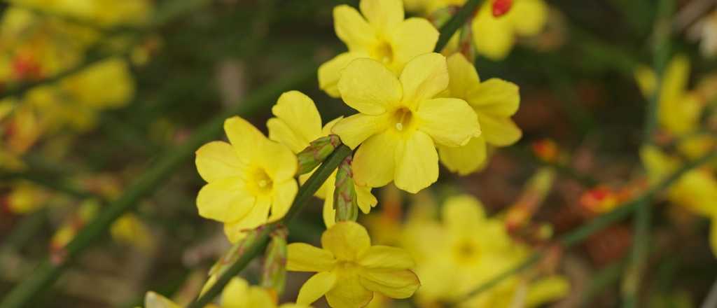 Los 5 árboles con flores para que tu jardín destaque en invierno