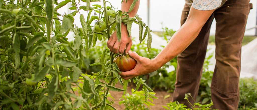 La Universidad que trabaja codo a codo con productores agrícolas 