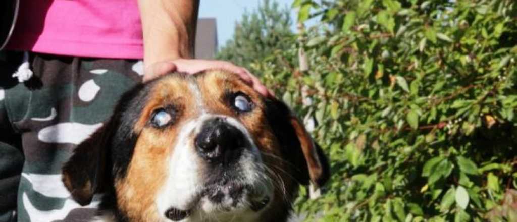 Si tu perro tiene cataratas, operarlo es la mejor opción