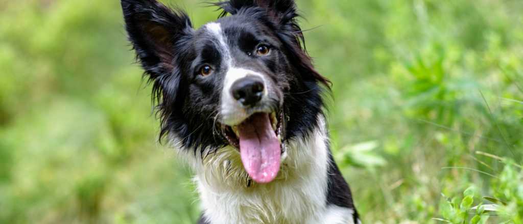 ¿Cuáles son las 3 razas de perro más obedientes?