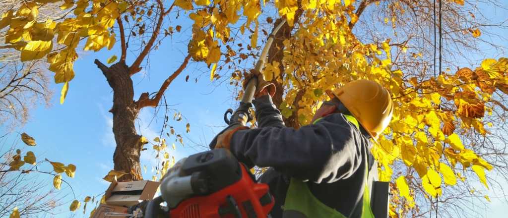 A dónde van a parar los restos de la poda del Ecoparque de Mendoza