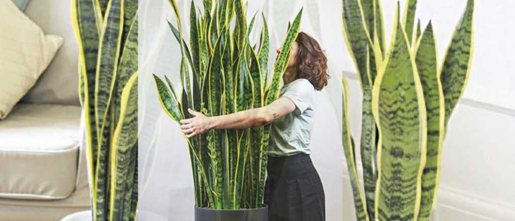 Cómo hacer para que tu lengua de suegra florezca