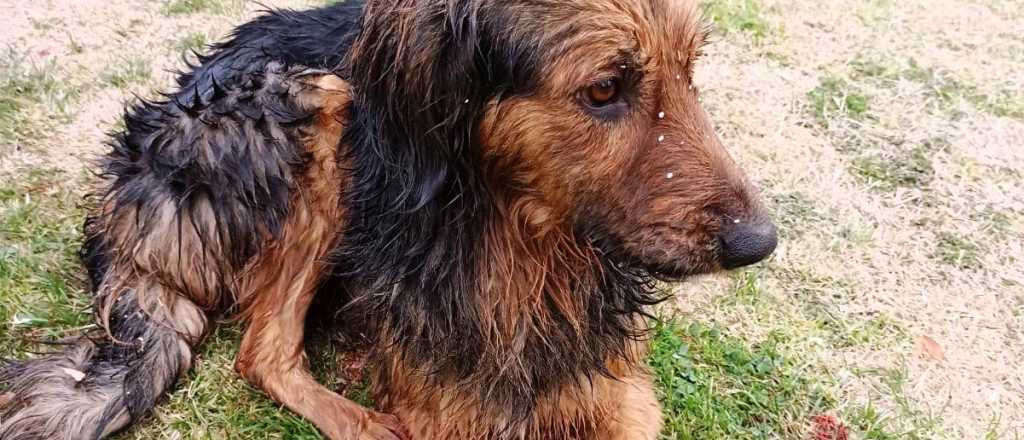 Buscan a un "psicópata" que ataca perros en San Martín