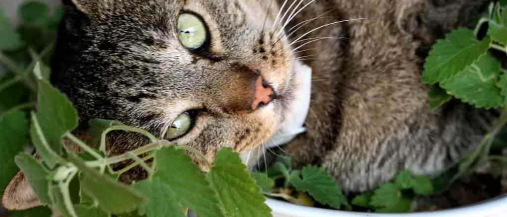 El truco para que puedas calcular la edad de tu gato 