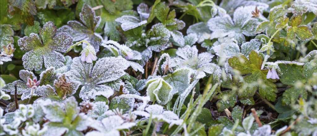 Cómo hacer que no muera el jardín este invierno