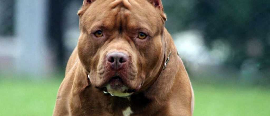 Asesinaron a una mujer porque su Pitbull mató al perro del vecino