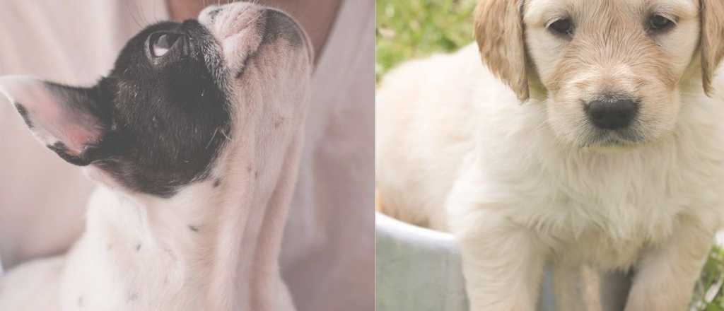 Cómo podés hacer para que tu perro no pida comida en la mesa