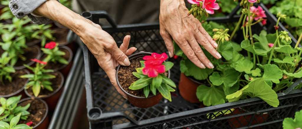 Cómo cultivar malvones en el jardín de la casa