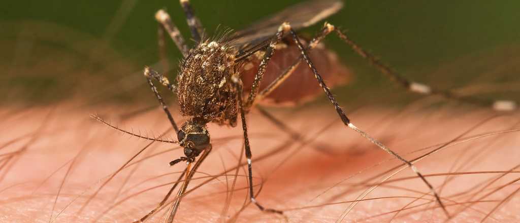 El árbol nativo que sirve para repeler mosquitos