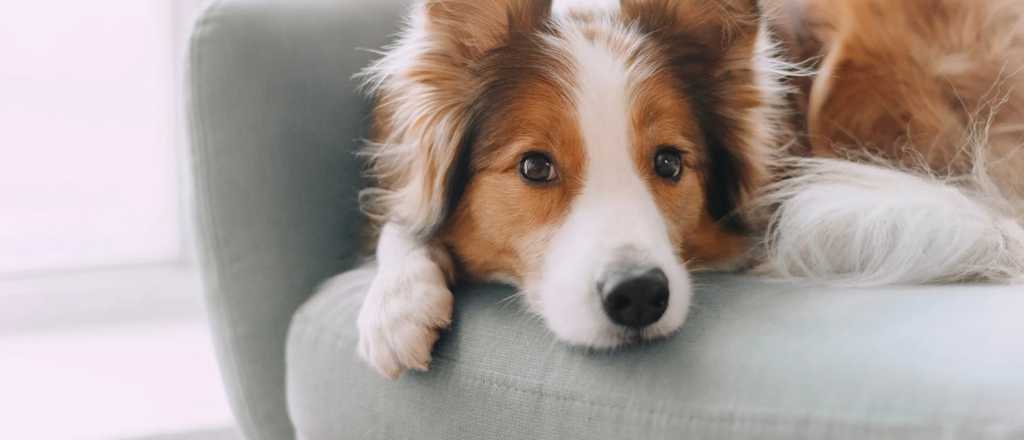 Cómo quitar definitivamente el olor a perro de la casa