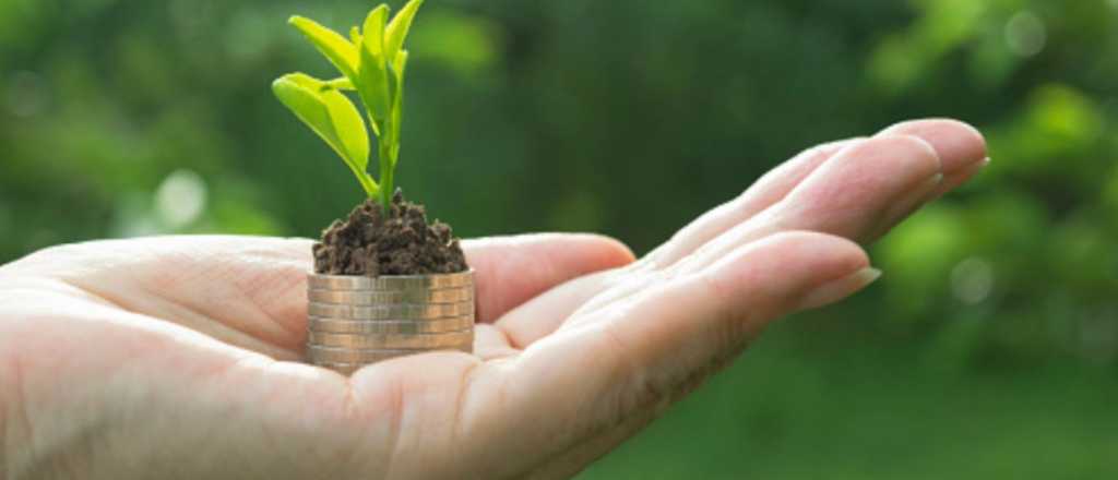 Feng Shui: las 5 plantas del dinero que hay que tener en casa