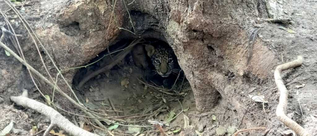 Nacieron 2 yaguaretés en Esteros del Iberá luego de 70 años de extinción