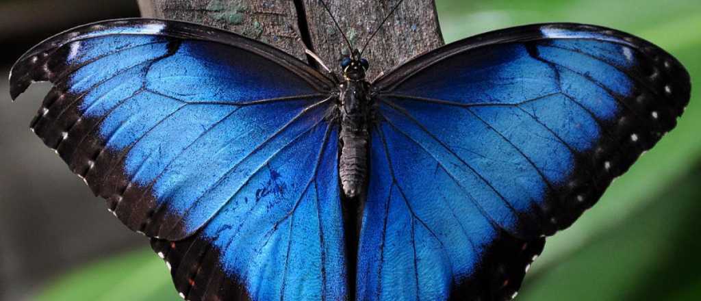 ¿Qué significa el color azul en psicología?