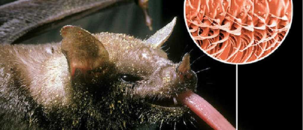 ¡Asqueroso! descubren el murciélago con la lengua más larga del mundo