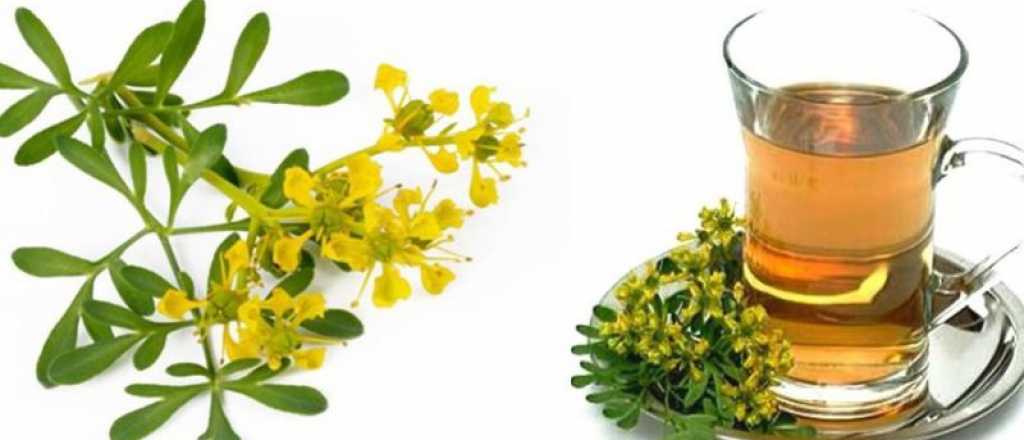 Caña con ruda: cómo y cuándo se bebe