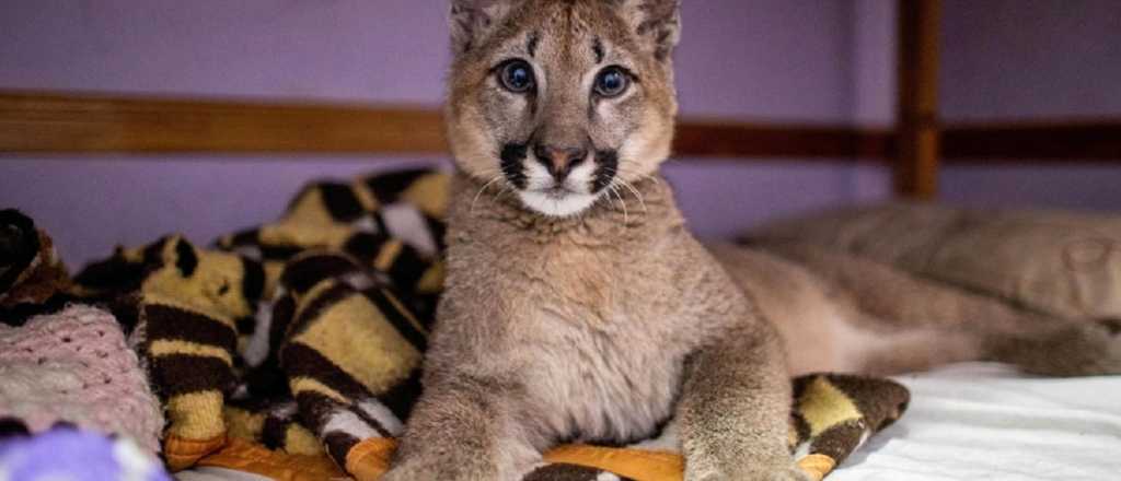 Lola Limón, la primera puma "animal no humano sujeto de derechos"