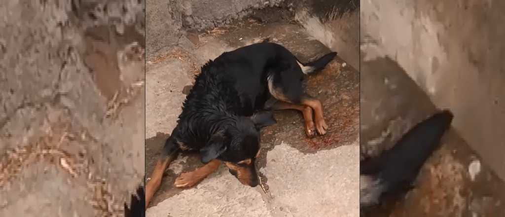 Realizarán una marcha por los perros torturados en San Martín