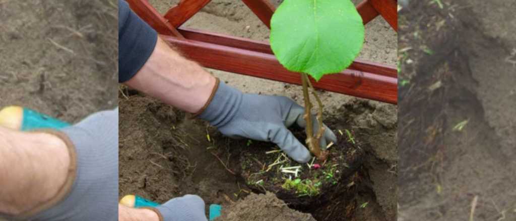 Estas son las 3 enredaderas más llamativas y fáciles de cuidar 