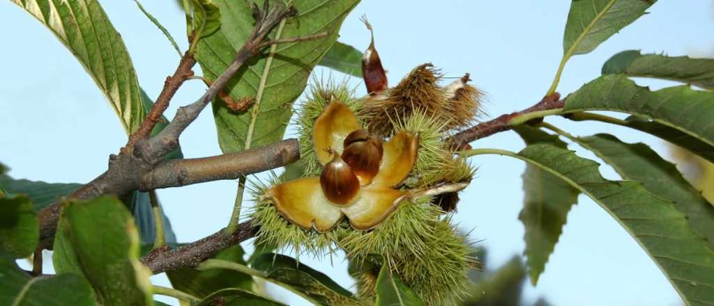 Cuáles son las ventajas de tener un castaño en tu jardín