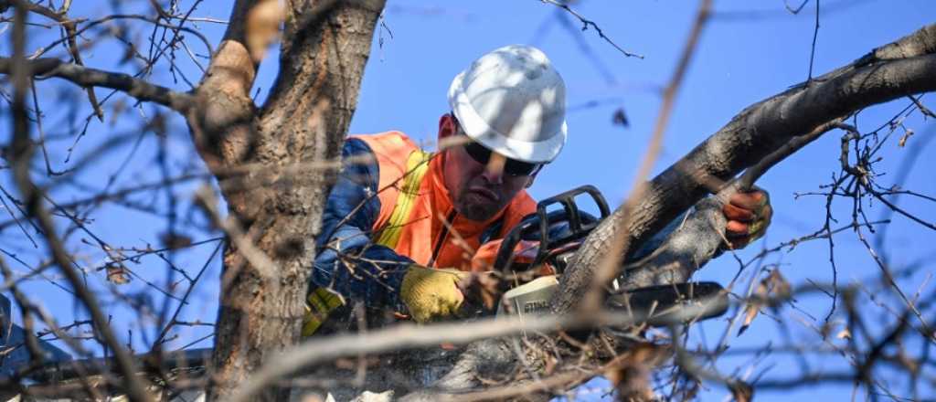 Trabajos de poda y reparaciones en Godoy Cruz: cuándo y en qué zonas 