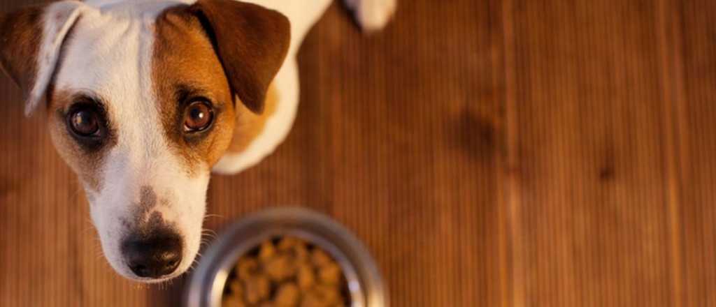 Esta es la cantidad correcta de veces que tenés que alimentar a tu perro
