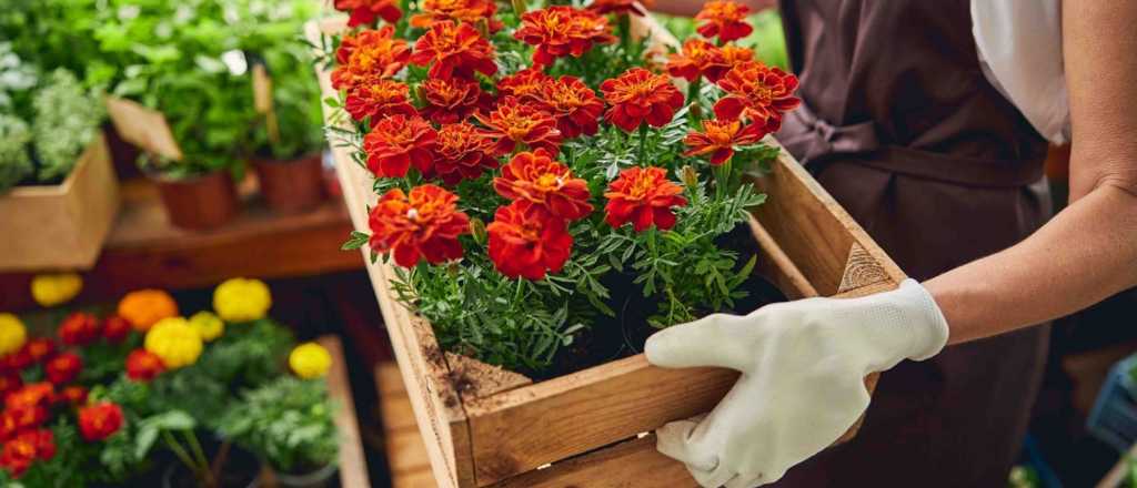 La flor que corresponde a tu mes de nacimiento