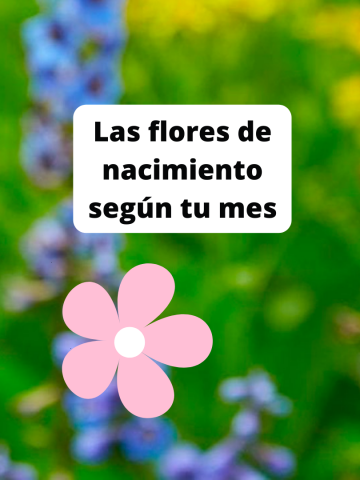 diciembre nacimiento flor acebo