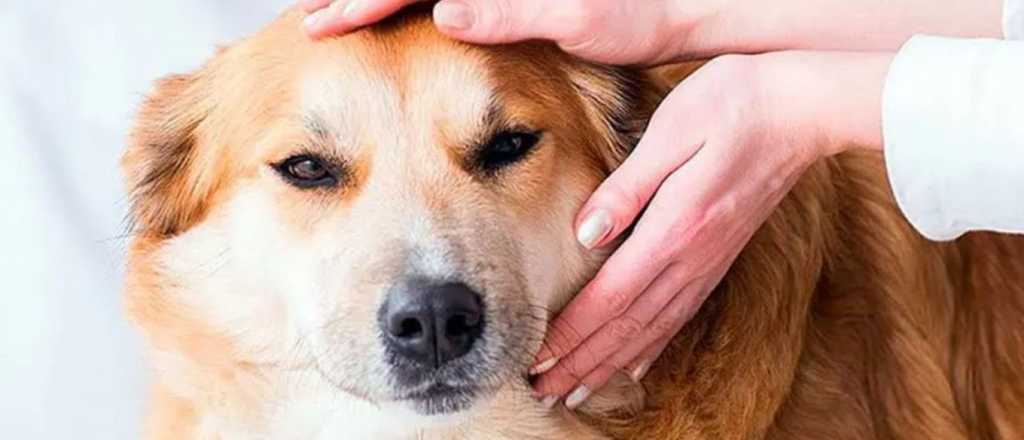 Quienes hablan con sus mascotas, tienen una enorme cualidad