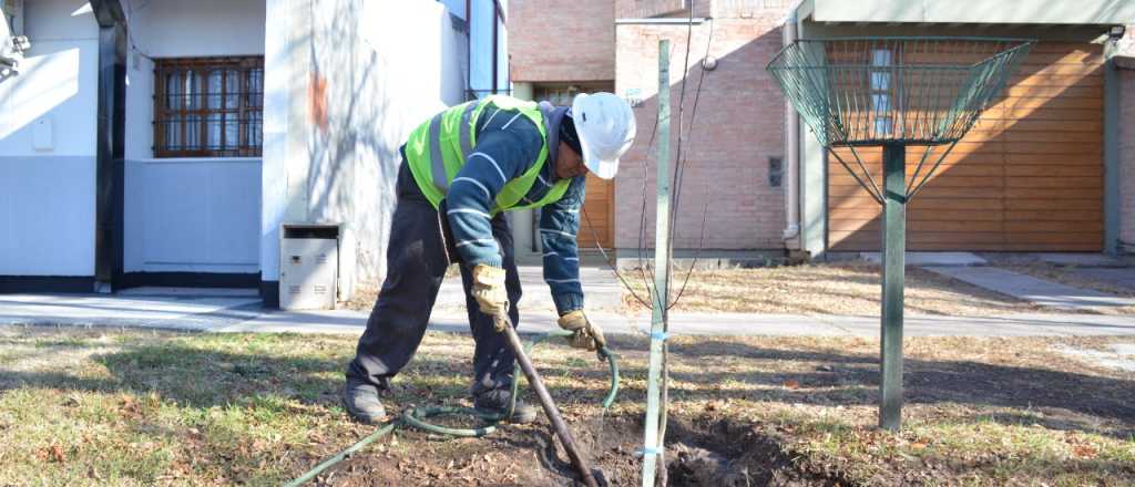 San Rafael relanzó su plan de forestación y busca plantar 10 mil árboles