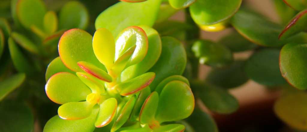 Por qué el árbol de jade es ideal para decorar la entrada de tu casa