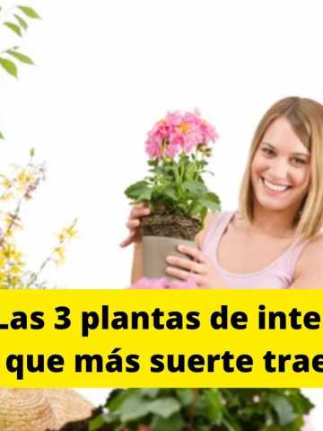 Feng Shui: las 3 plantas de interior que atraen la suerte - Mendoza Post