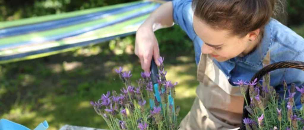 Así podés cultivar flores de lavanda en una taza