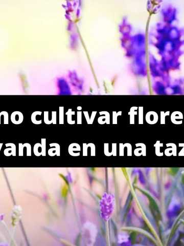 Así podés cultivar flores de lavanda en una taza - Mendoza Post