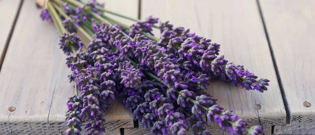 Cómo extraer las semillas de tu planta de lavanda en dos simples pasos