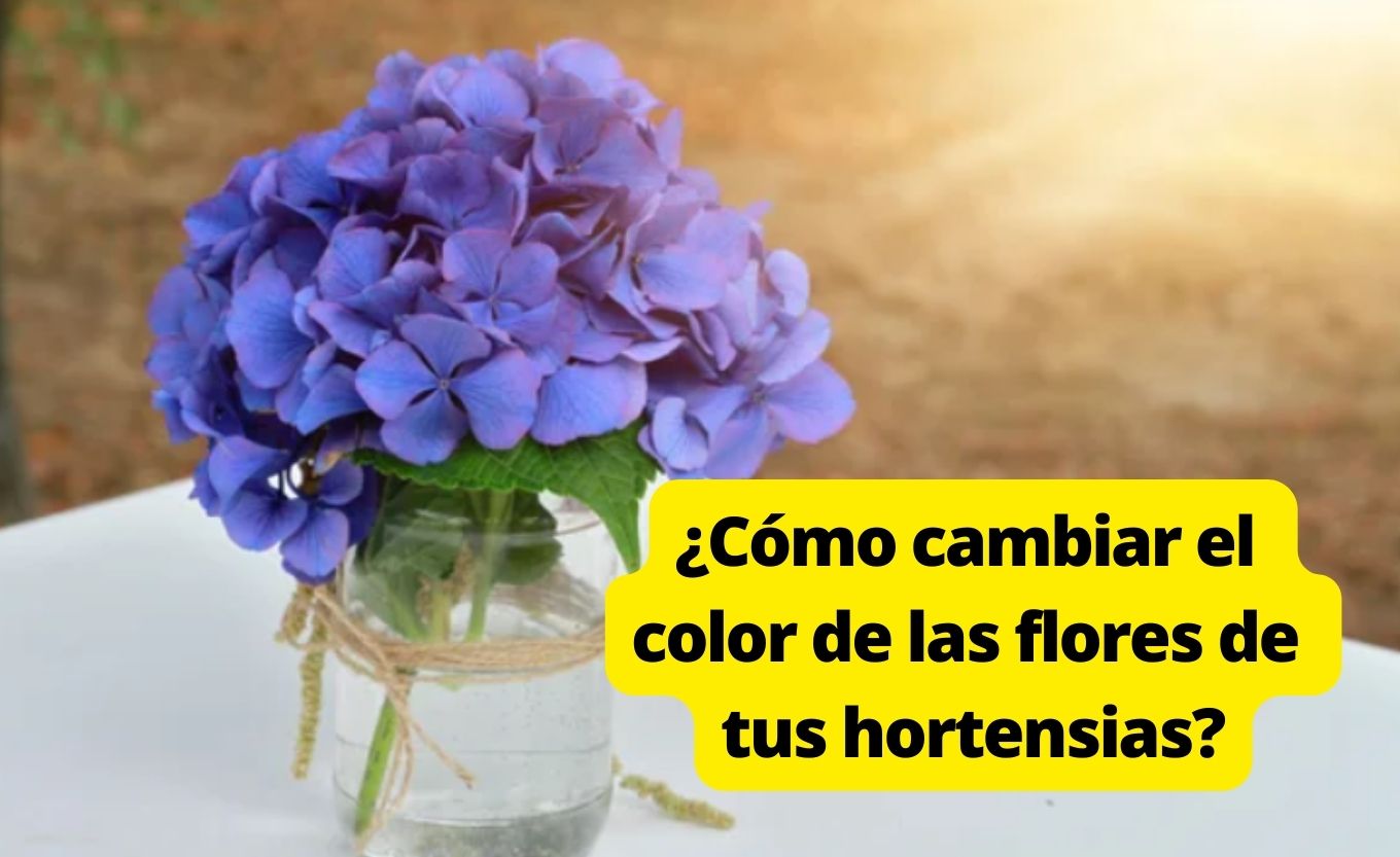 Cómo cambiar el color de las flores de tus hortensias? - Mendoza Post