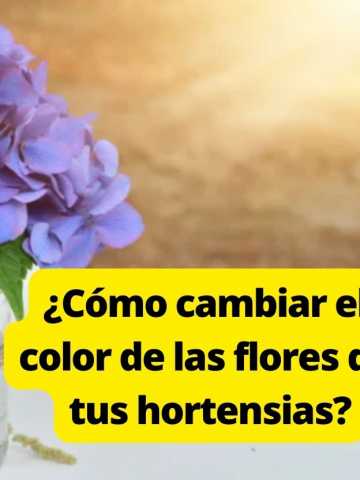 Cómo cambiar el color de las flores de tus hortensias? - Mendoza Post