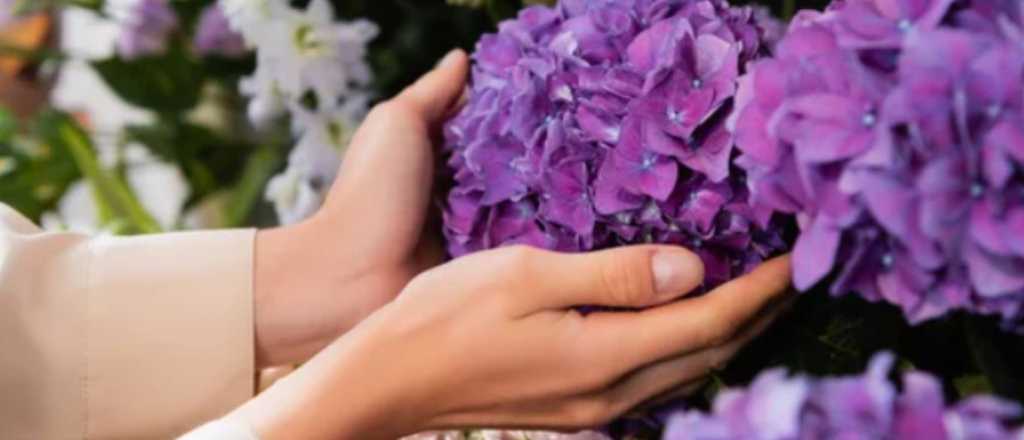 Así podés cambiar el color de las flores de tus hortensias