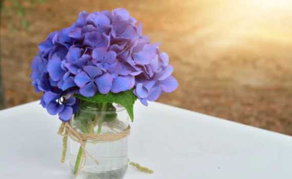 Cómo cambiar el color de las flores de tus hortensias? - Mendoza Post