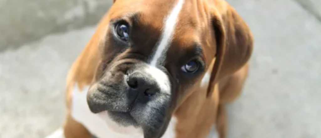 La guía definitiva para entender mejor a tu perro