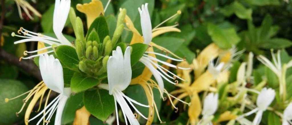 Cómo cultivar madreselvas blancas en tu jardín 