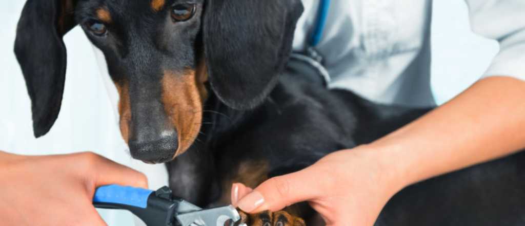 Así tenés que cortar las uñas de tu perro para no lastimarlo