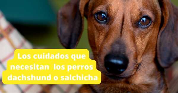 Tips: todo lo que tenes que saber para cuidar a un perro dachshund o  salchicha - Mendoza Post