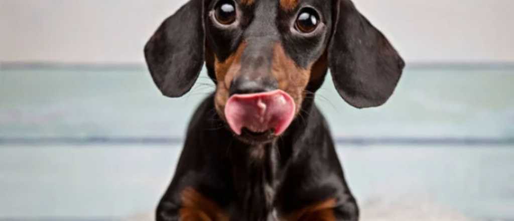 Tips: lo que tenés que saber para cuidar a un perro dachshund o salchicha