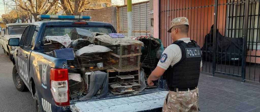 Rescataron a más de 80 aves en cautiverio en Maipú