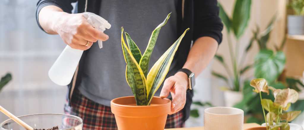 Cómo hacer crecer la planta "lengua de suegra" con limón y naranja