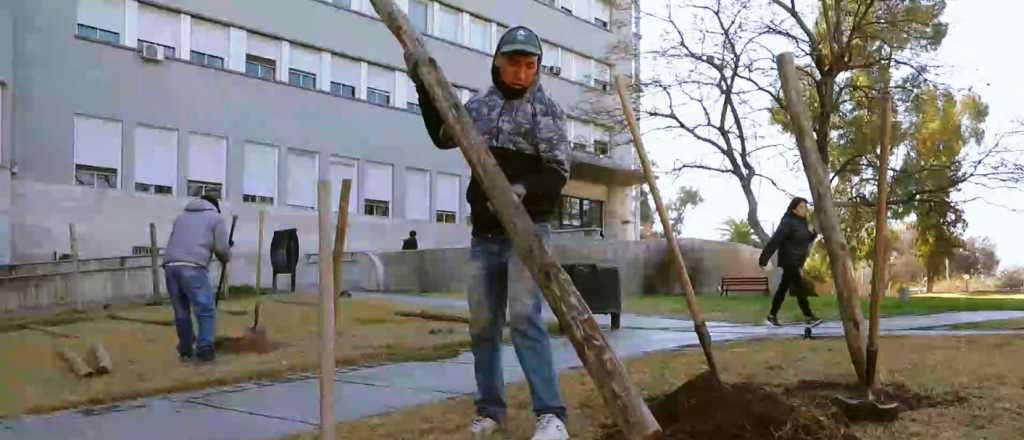 El Hospital Central plantó un viñedo en sus jardines, único en América